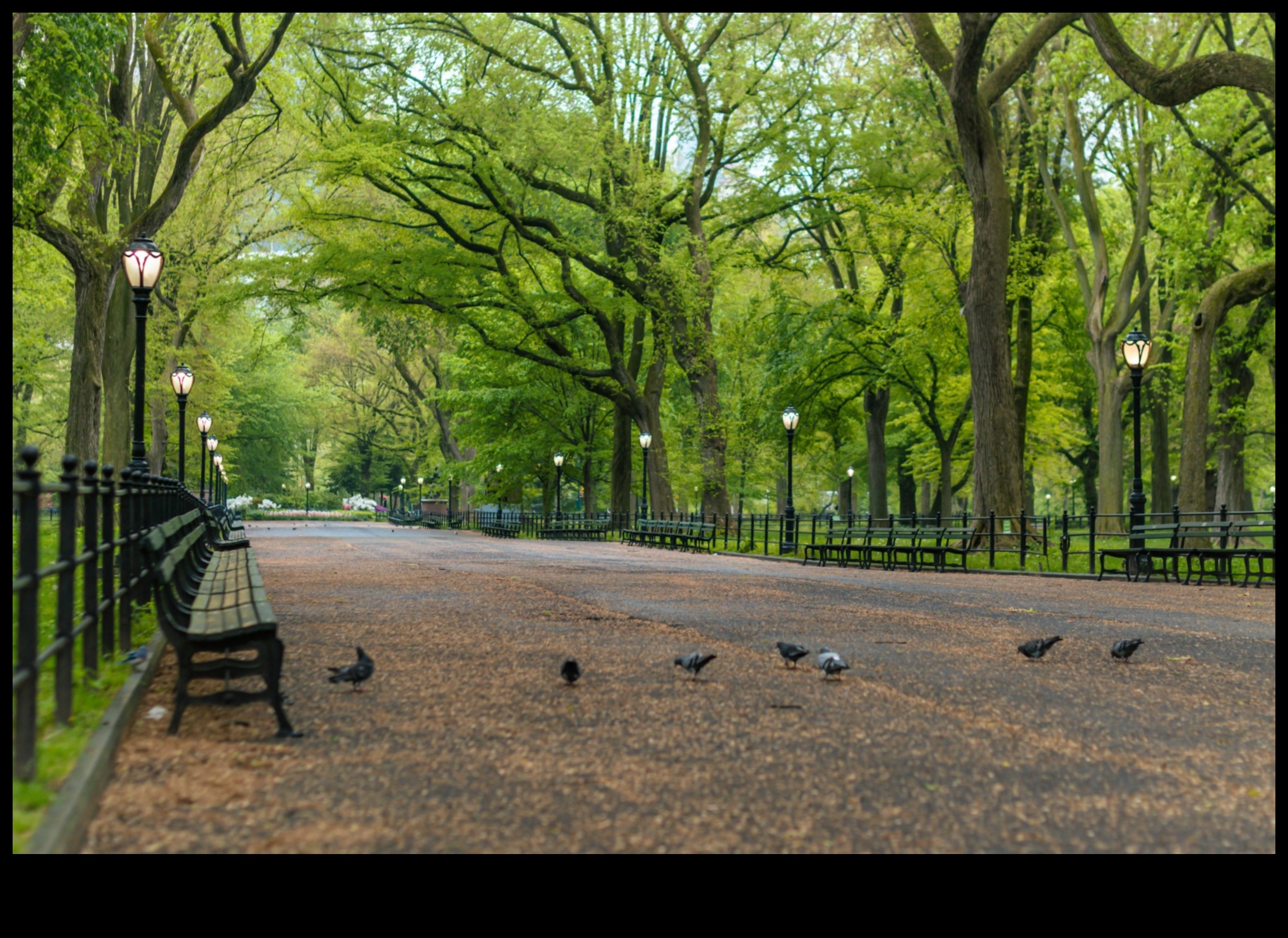 حدائق المدينة الواحات الخضراء في الغابة الخرسانية 4 حدائق المدينة: الرئتين الخضراء وسط صخب المناطق الحضرية