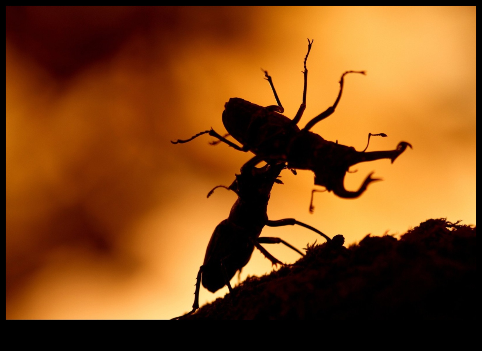 تم الكشف عن تفاصيل معقدة: إتقان فن التصوير الكلي