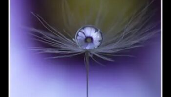 تم الكشف عن تفاصيل معقدة: إتقان فن التصوير الكلي