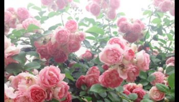 الحدائق المتوهجة: تقنيات التقاط إشعاع الأزهار