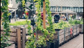 الواحات الحضرية: المتنزهات والحدائق وسط الزحام