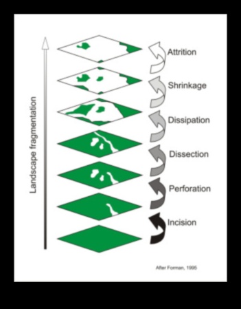 لماذا تكون بعض المناظر الطبيعية أكثر عرضة لتجزئة الموائل؟