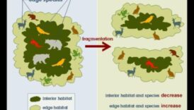 لماذا تكون بعض المناظر الطبيعية أكثر عرضة لتجزئة الموائل؟