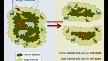 لماذا تكون بعض المناظر الطبيعية أكثر عرضة لتجزئة الموائل؟