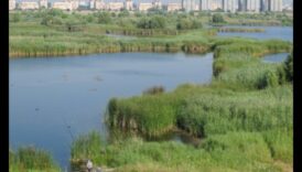 ما هو الدور الذي تلعبه الأراضي الرطبة الحضرية في تعزيز المناظر الطبيعية للمدينة؟