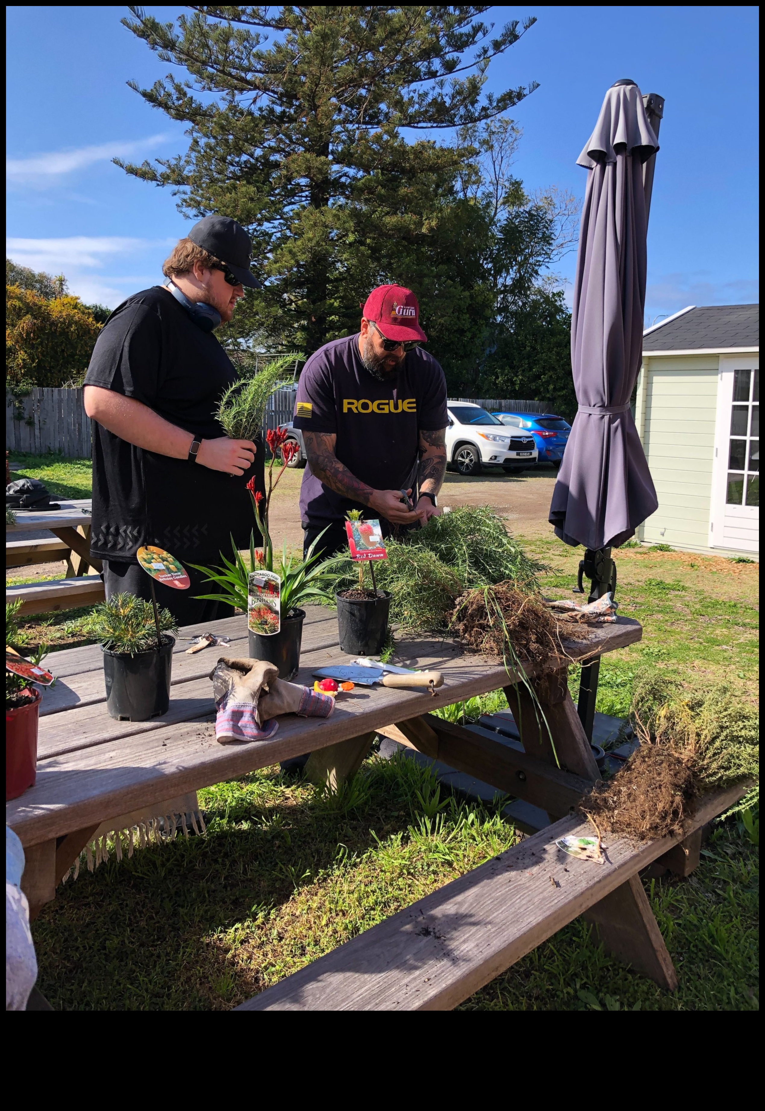 حصاد الصداقة: نمو الروابط في حديقة الشبكات الاجتماعية